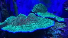 Assorted Monti Frags (I Have Multiple Colors And Can Cut Custom Orders)