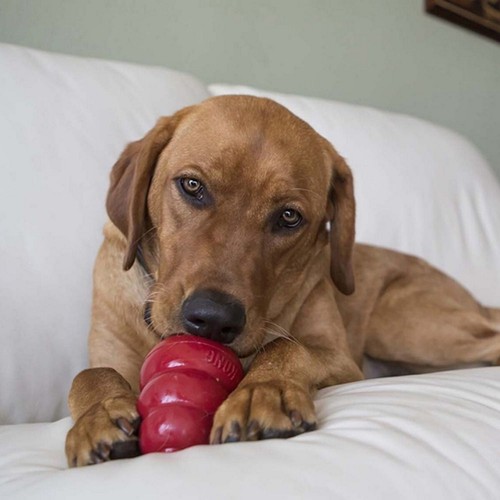 KONG Snacks Dog Treats (Peanut Butter) Small, Large - Picture 5 of 8