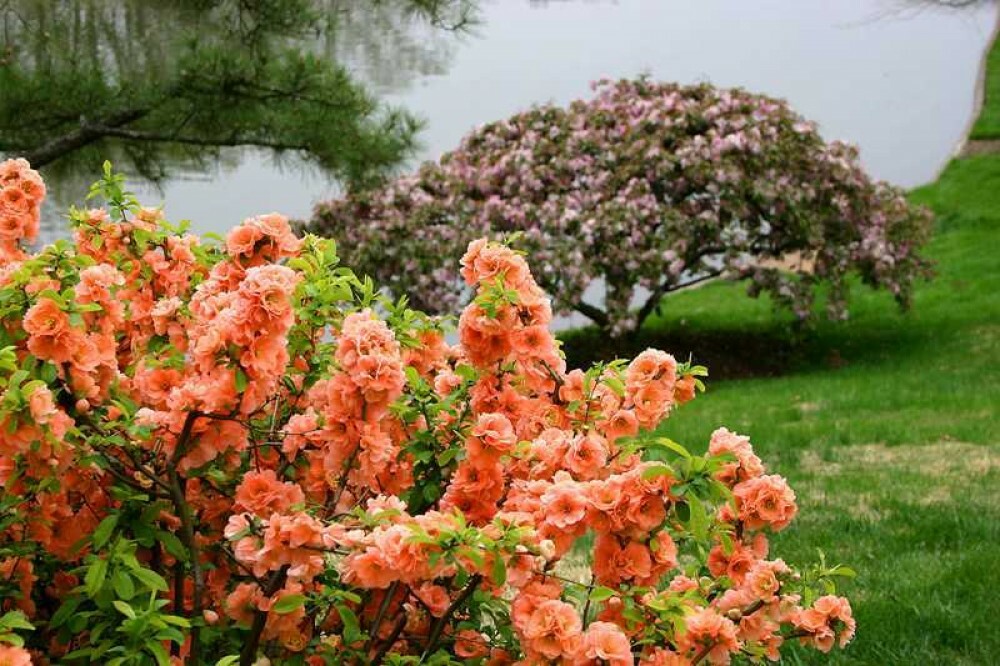 JAPANESE QUINCE Chaenomeles Japonica - 15 SEEDS. FREE S&H | eBay