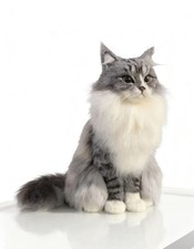 Customized wool felt pet simulation statue, memorial dog cat dolls pure handmade