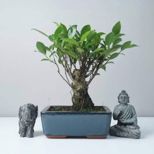 Ficus Microcarpa (Banyan Fig) Indoor Bonsai Tree | Broom | In 15cm Pot