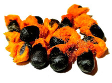 Bird of Paradise Seeds Mix   Giant White  Orange Exotic Tropical Flowers