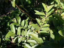 30 Fresh Organic Guava Leaves fresh cut and shipped same day from Florida