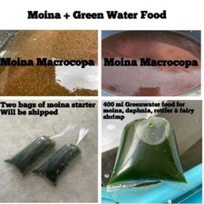 300 Moina starter culture 400ml GWF green water food