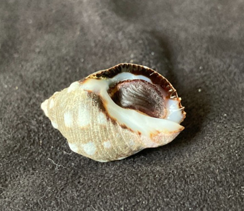 Muricidae Acanthina Brevidentata 22.5mm Salango Isl. Ecuador
