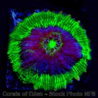 Corals of Eden ~  WYSIWYG Live Coral Frag ~ Dark Side of Jellybean Chalice — photo 2