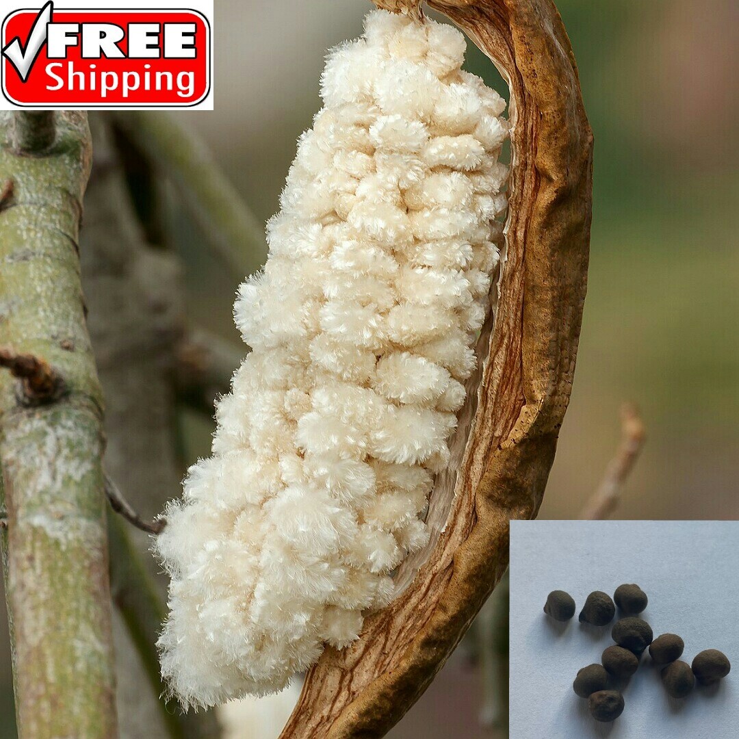 Kapok Tree Seeds