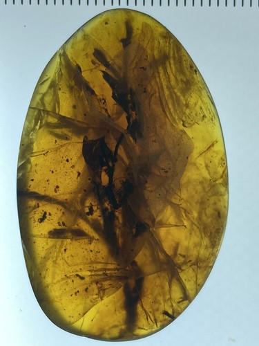 6 fossil Leaf Leaves ๐ Fern Burmite (Myanmar Amber), Fossil Plant Dated 98MYO! - Picture 5 of 10