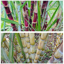 10 Mixed Sugarcane Plant Cuttings,Saccharum Officinarum 12"Long, 2 3 Nodes Each