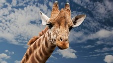 657698 Giraffe Wall Art Print Decor Poster