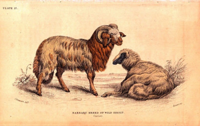 BARBARY BREED OF WILD SHEEP Antique original Lizars engraving 1833