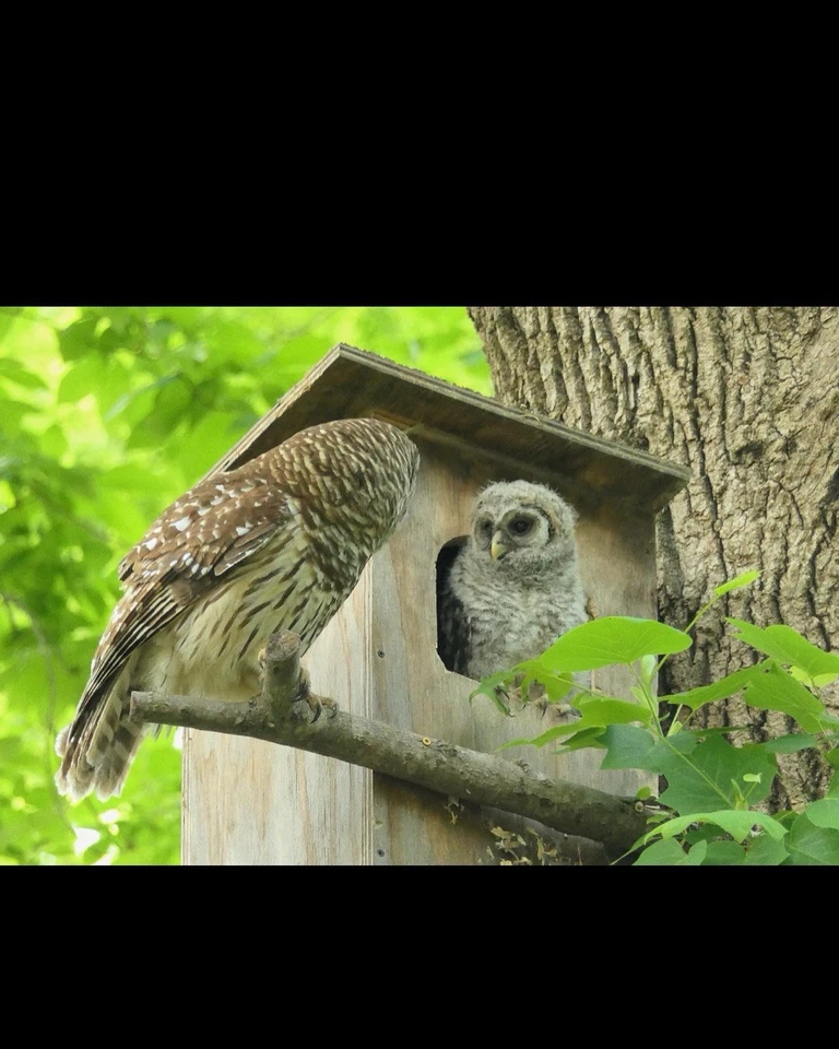 Caja nido de búho barrado de cedro Foto 3 de 4