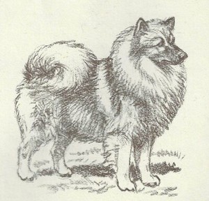 Keeshond - CUSTOM MATTED - 1954 Vintage Dog Art Print - Megargee L