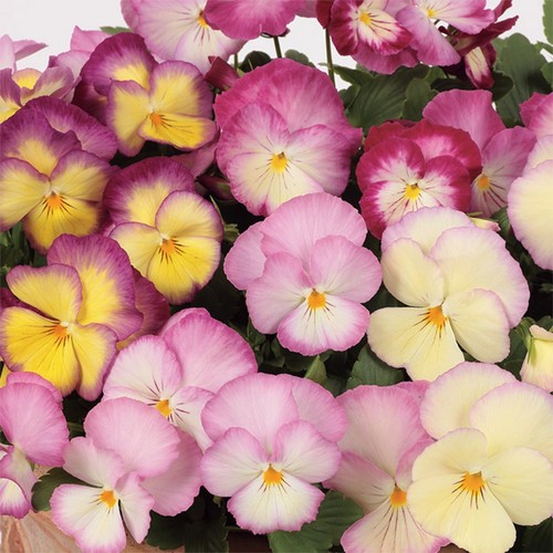 40 Winter Flowering Pansy Radiance Pink Hanging Basket Bedding Plug