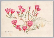 Farewell-to-Spring Clarkia Amoena Wildflower Art Postcard 1980 Marshall CA