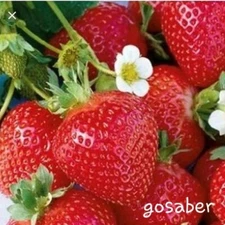 Quinault Everbearing Bareroot Strawberry Live Plants (Lot Of 20 Plants)