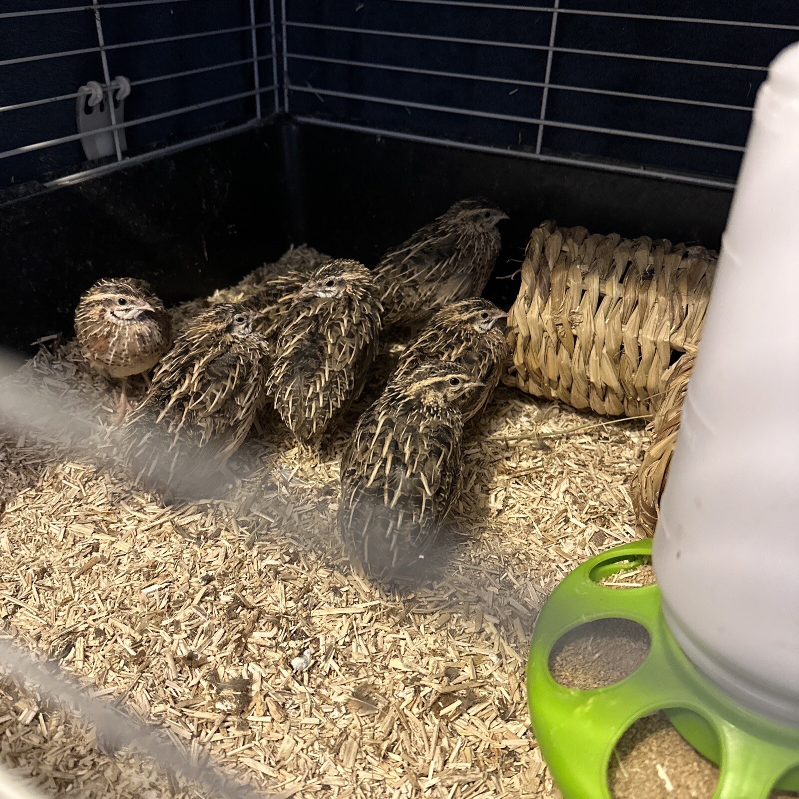 12 x African Harlequin Quail Hatching Eggs RARE eBay