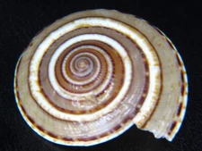 ARCHITECTONICA PERSPECTIVA: ASIAN DOVED SUNDIAL @ 35.57MM!