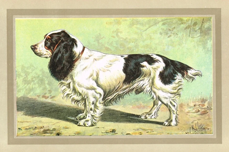 Field Spaniel - antiker Hunderasse Druck um 1900 | Vintage English Hound - Bild 2 von 4