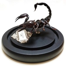 Asia Black Scorpion Specimen Glass Showcase Real Taxidermy Free shipping