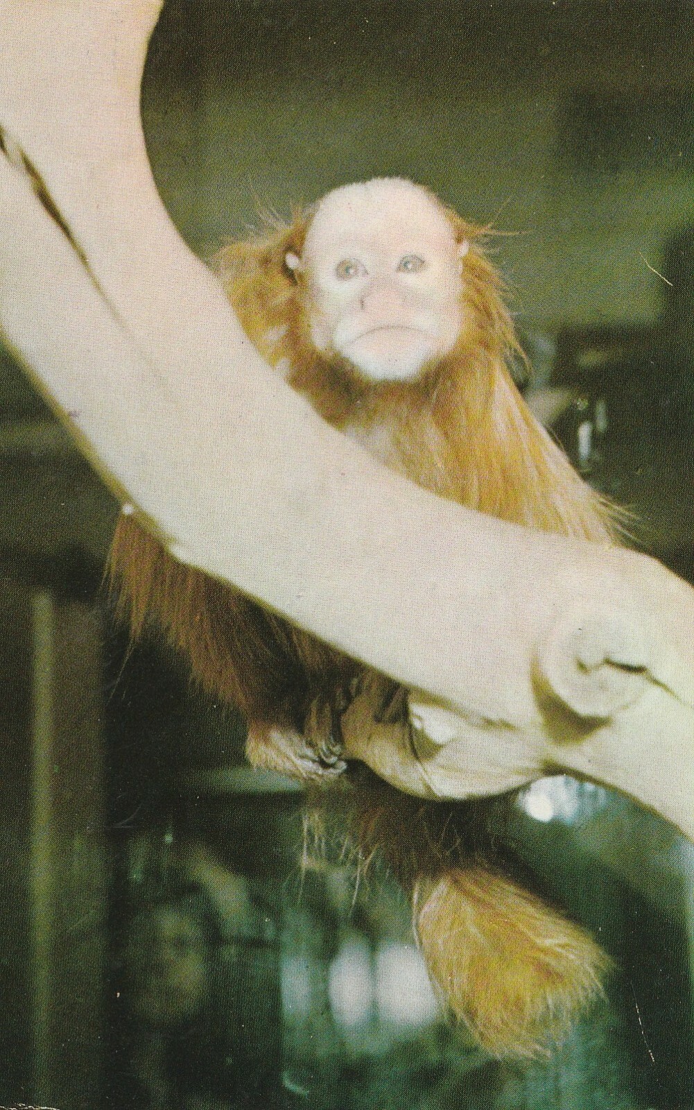 Foto 1 di 2
