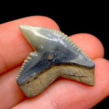 Stunning North Carolina Tiger Fossil Shark Tooth Gem Hemi Meg Snaggletooth