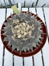 Anhalonium Retusus Large Degraft Rooted Cactus Very Old Plant !