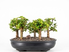 Jade Bonsai Tree Live Dwarf Portulacaria Afra Elephant Bush Forest 5 Trees 11"