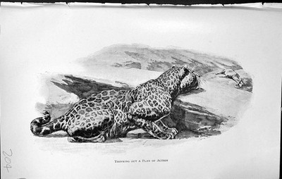 Old Badminton Magazine 1903 Leopard Hunting Animal Thinking Plan Acti 20th