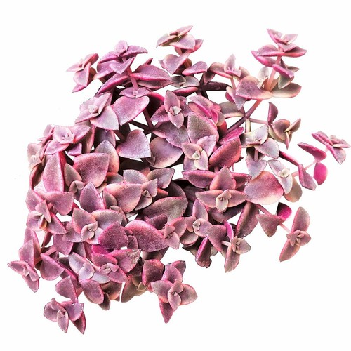 Calico Kitten Crassula Variegata Succulent (2''/4"/6") - Picture 19 of 28