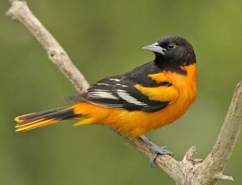 Tirage Photo 8x10 ORIOLE