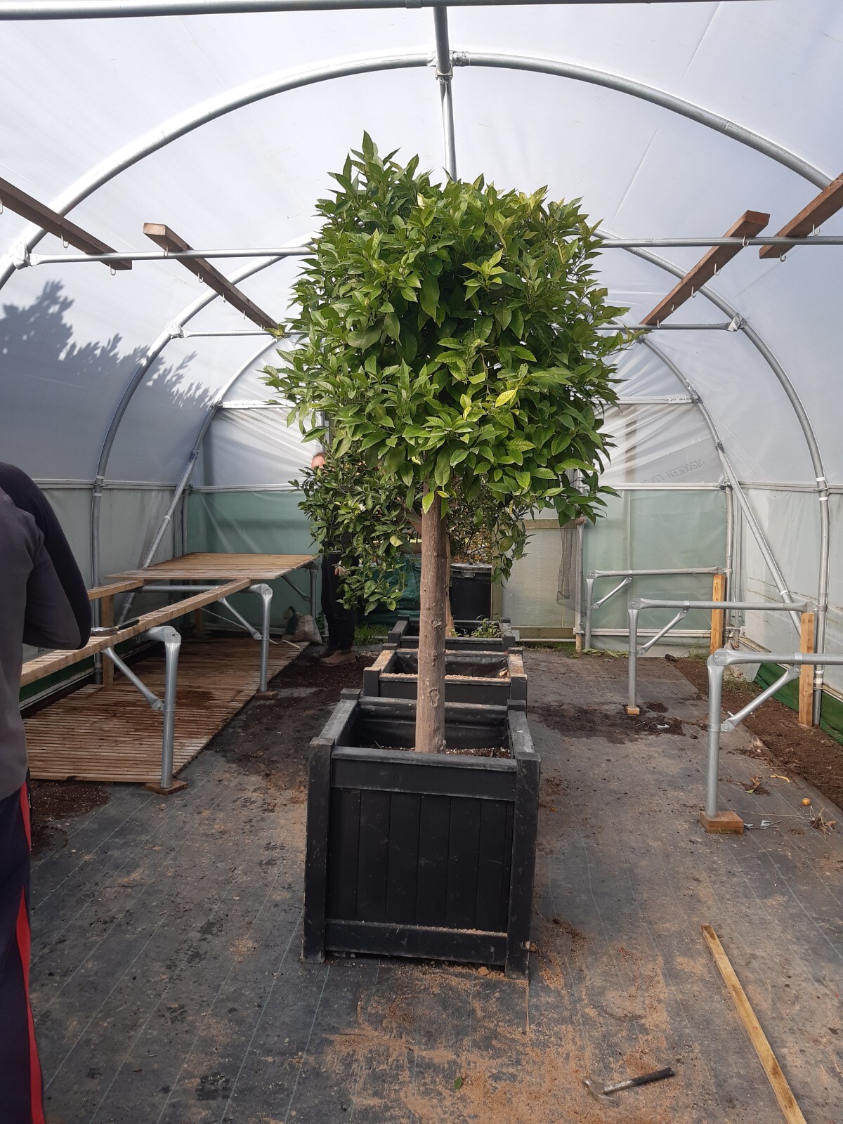 Bitter Orange Tree eBay