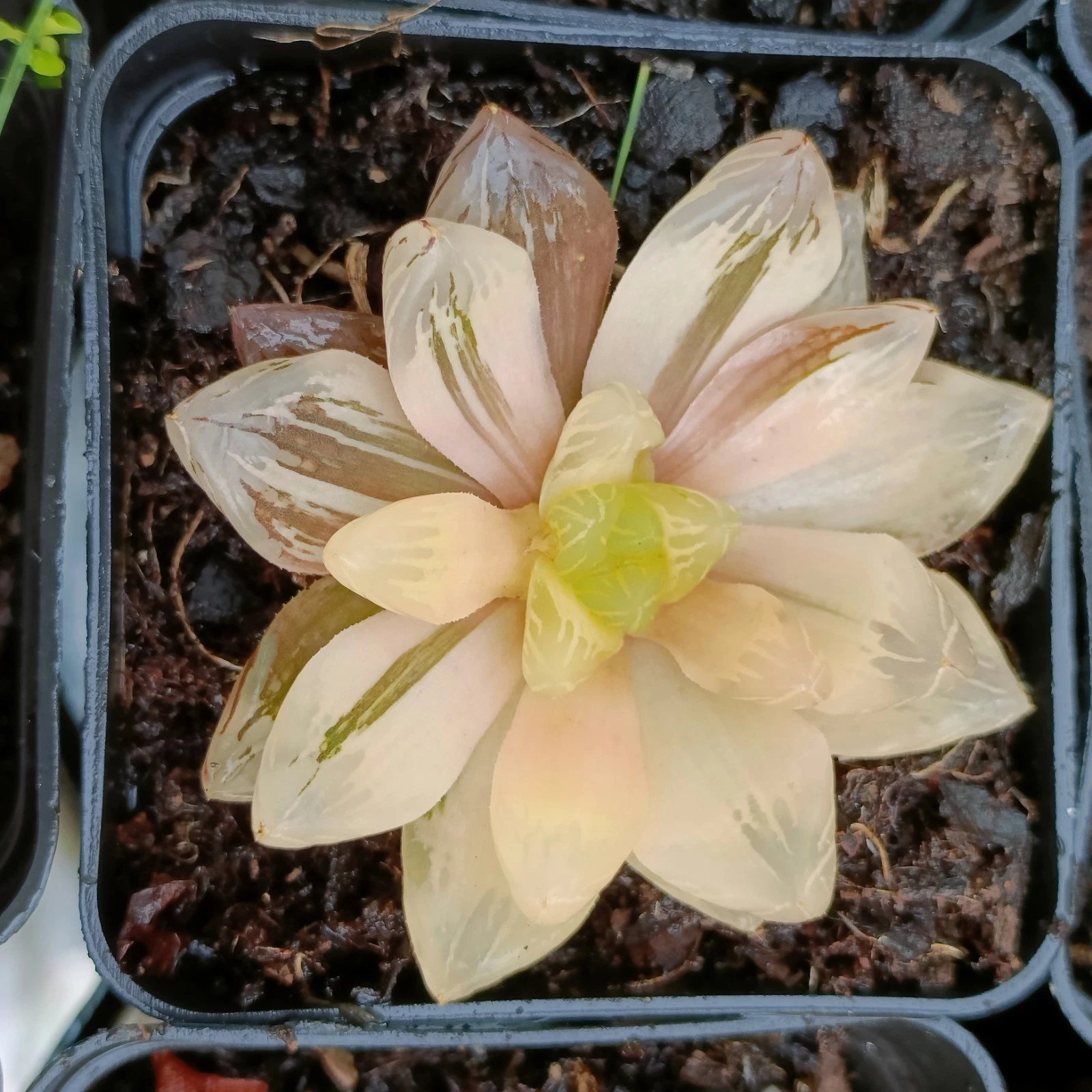 Haworthia Obtusa Hybrid Variegated rare Succulent plant
Opens in a new window or tab