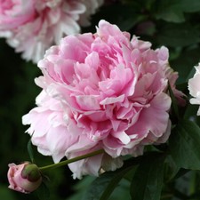 Peony Flowers Perennial Hardy Garden Plants 'Double Pink' 1 or 2 x 9cm Pots T&M