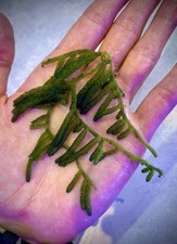 Rare marine macro algae, Caulerpa (brownii?)
