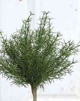 Artplants Plastik Asparagus Sprengeri Frederick, Steckstab, 25Cm
