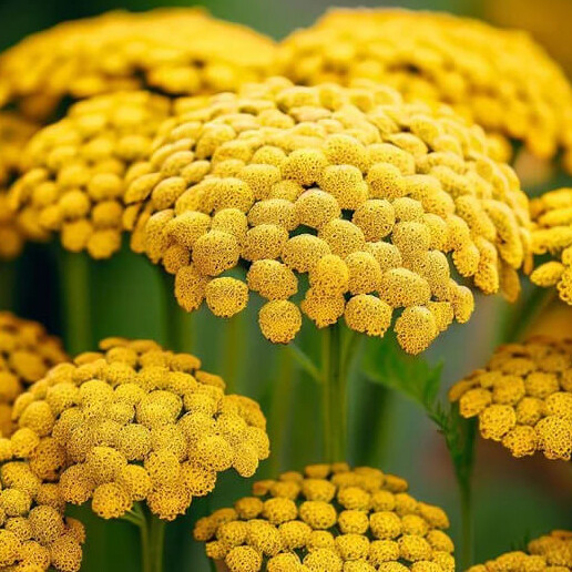 Gold Yarrow Seeds | Heirloom / Non-GMO | Free Shipping | Seed Store | 1266