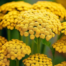 Gold Yarrow Seeds | Heirloom / Non-GMO | Free Shipping | Seed Store | 1266