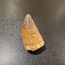 Large Mosasaur Tooth Fossil 49mm Genuine Morocco Cretaceous Display Specimen