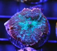 DIYreefer Live Coral WYSIWYG Blue/Green Rainbow Rhodactus Mushroom 1 Polyp