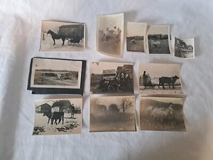 1920s Farm & Farm Animals  Photographes Lot Of 11