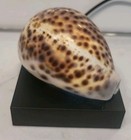 5 Tiger Cowrie LARGE! Cypraea Tigris Approx 88mm   — photo 7