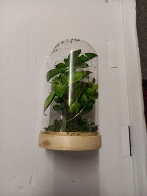 Glasröhren Terrarium mit LED-Leuchten, benötigt 3 x AAA-Batterien