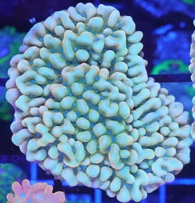 [WYSIWYG] WWC Kung Pao Montipora Frag #3 Easy Monti SPS Live Coral