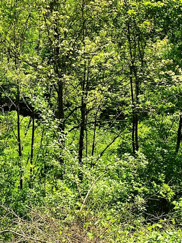 49 Acres of Land for Sale in Royalton, Kentucky [Owner Financing