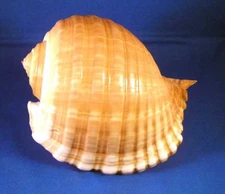 Tonna Cepa Oleria Shell Tun Shell Hermit Crab Beach Nautical Decor 4-5" 