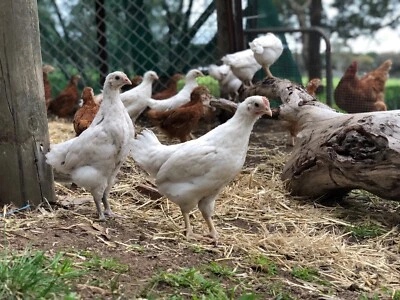 Backyard Chickens Livestock Gumtree Australia Melbourne Region