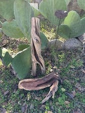 Manzanita Driftwood Aquarium Scapes Reptiles Mounts Crafts Lot of 2 w/ Hollow Pc