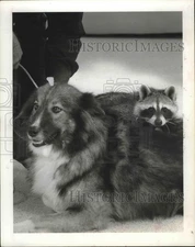 1974 Press Photo Miss Coty the dog & Millie the raccoon are inseparable friends