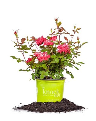 Double Red Knock Out Rose - 1 Gallon Live Plant with Planting Guide - Garden Bea